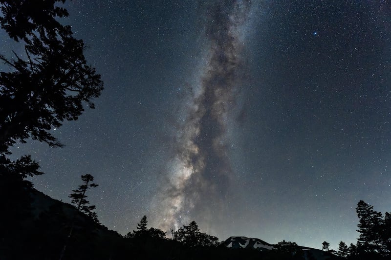 Plants Under Milky Way